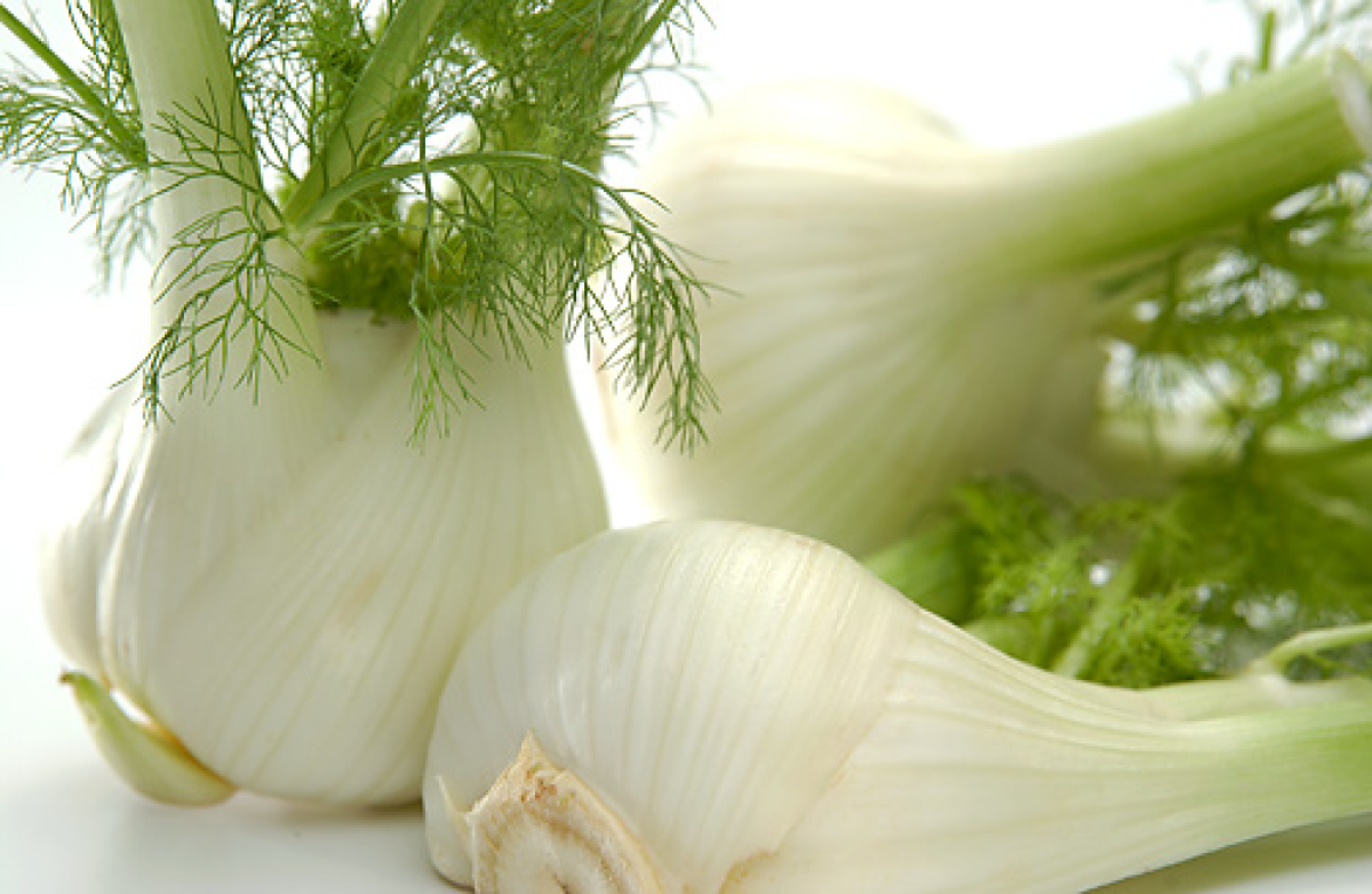 Fenchel