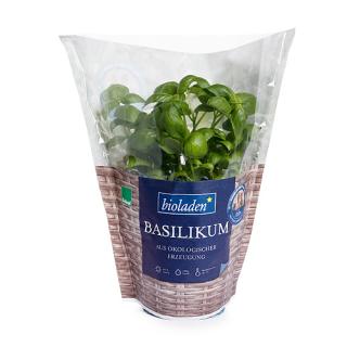 Basilikum im Topf  13cm Bioland Deutschland