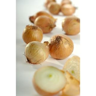 Zwiebel gelb EG-Bio Italien