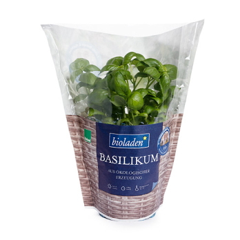Basilikum im Topf  13cm Bioland Deutschland