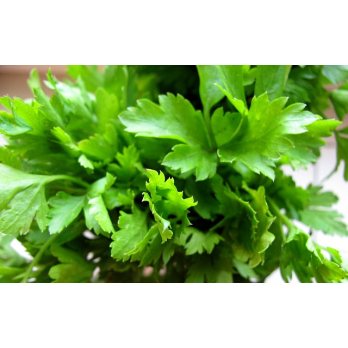 Petersilie glatt Bund