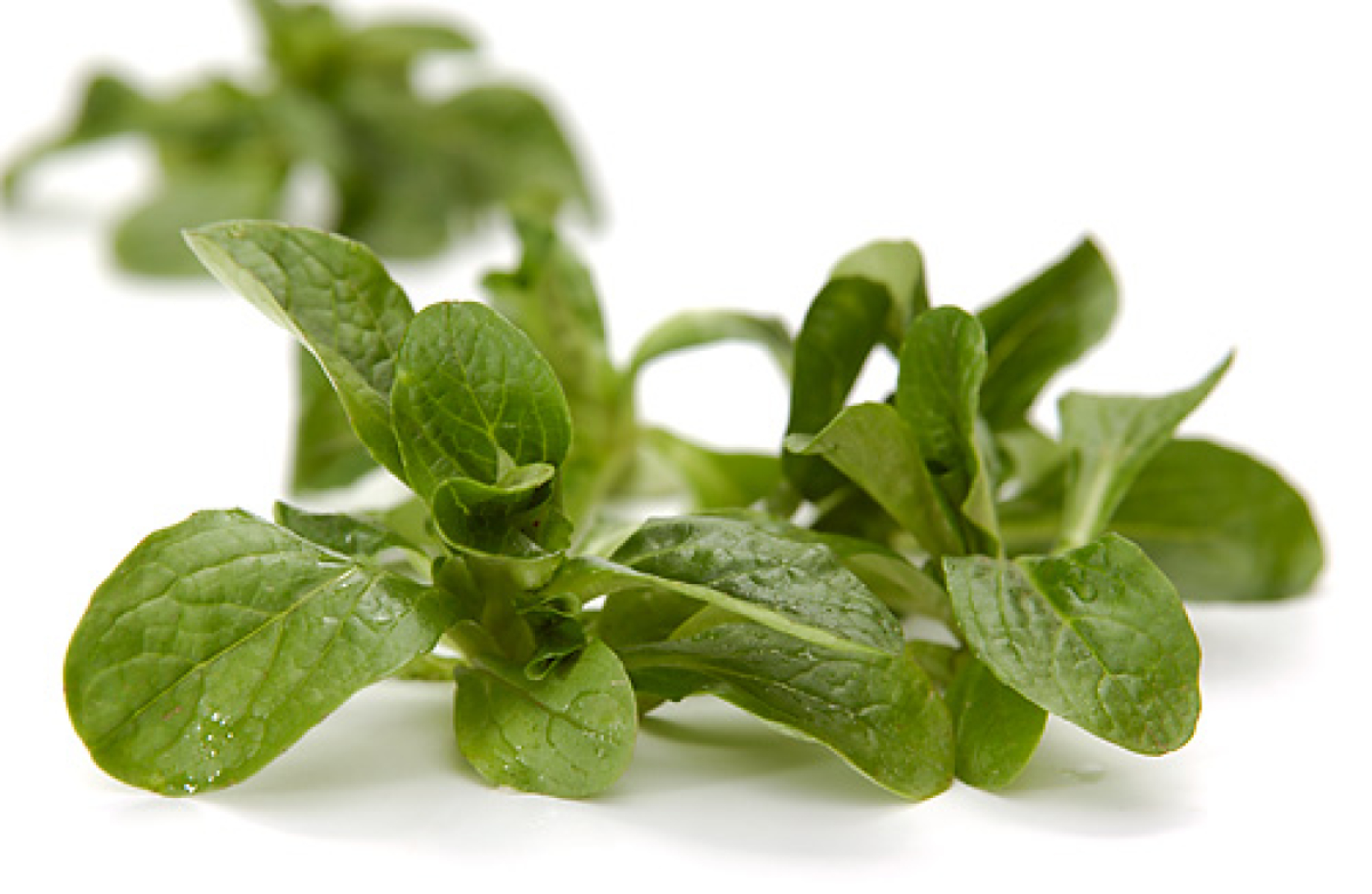 Feldsalat