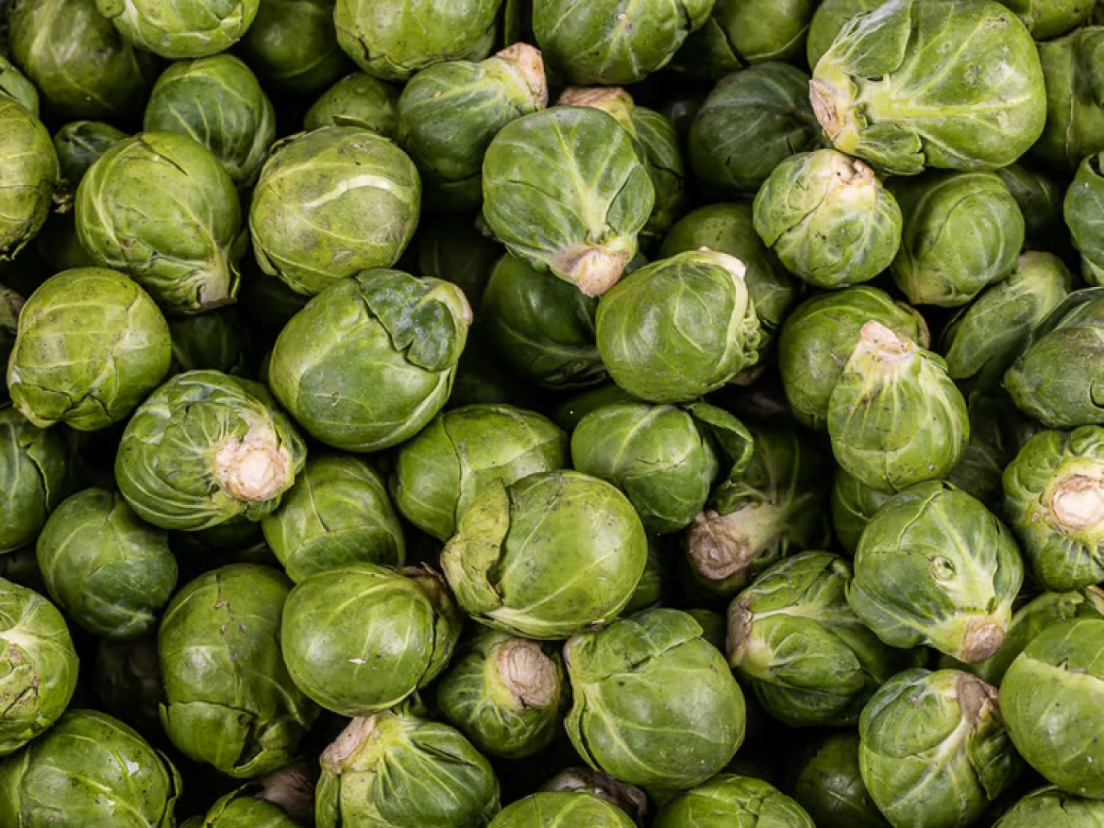 Rosenkohl