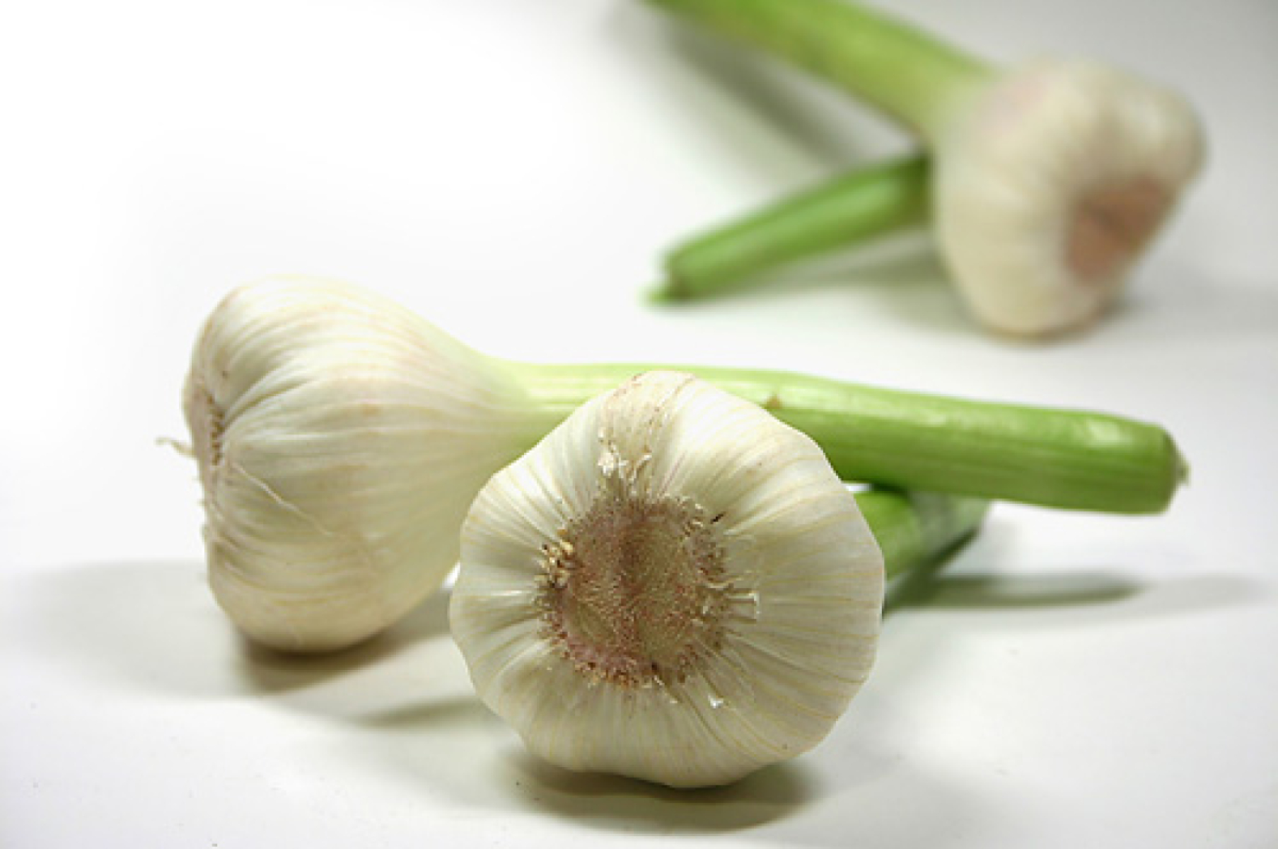 Knoblauch trocken