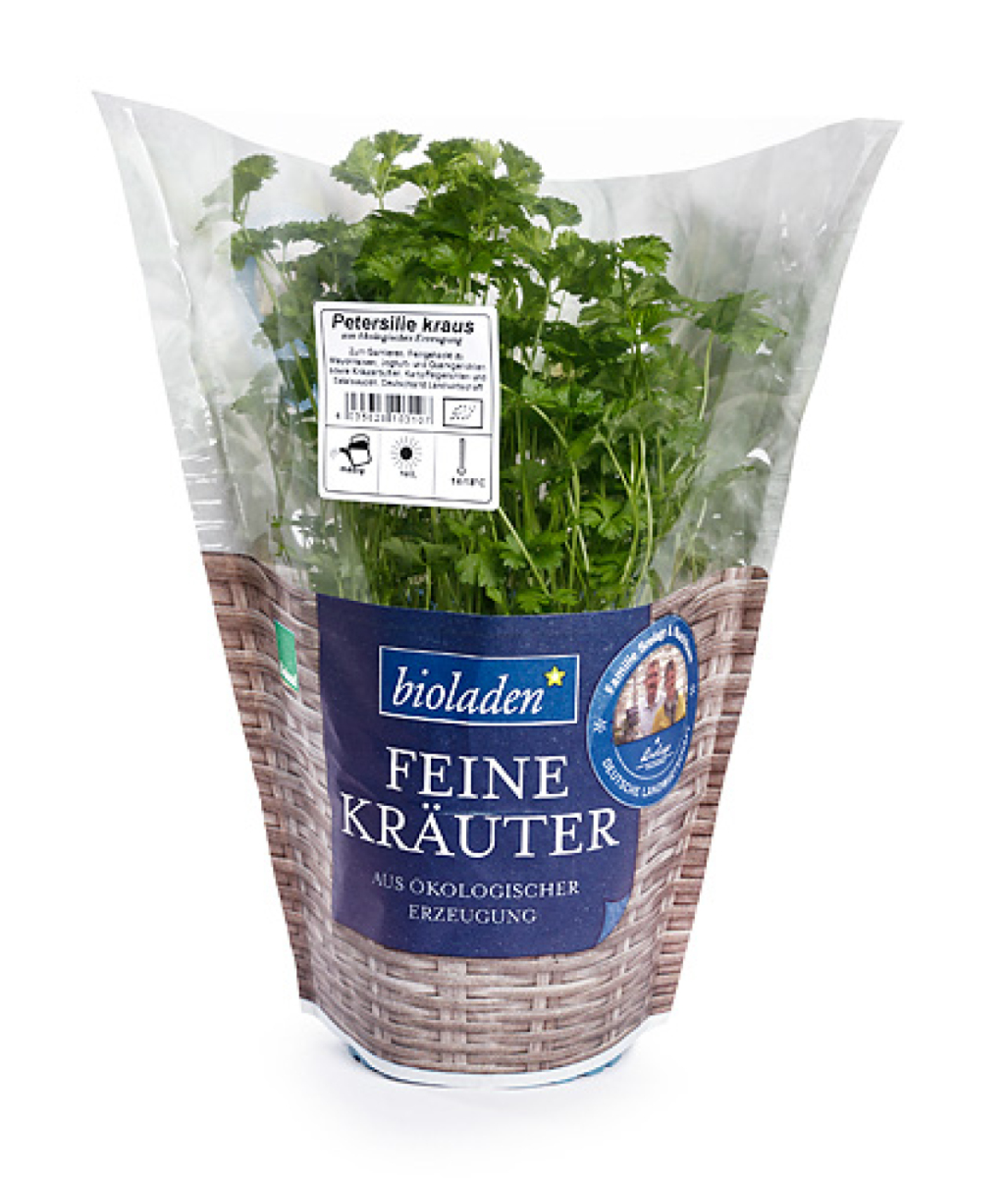 Petersilie im Topf