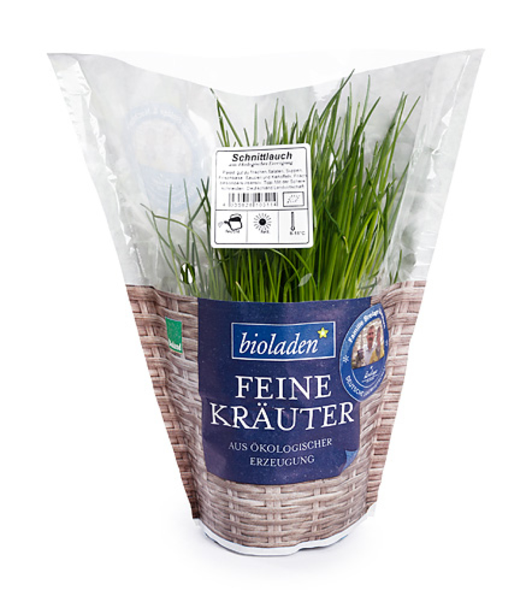 Schnittlauch im Topf