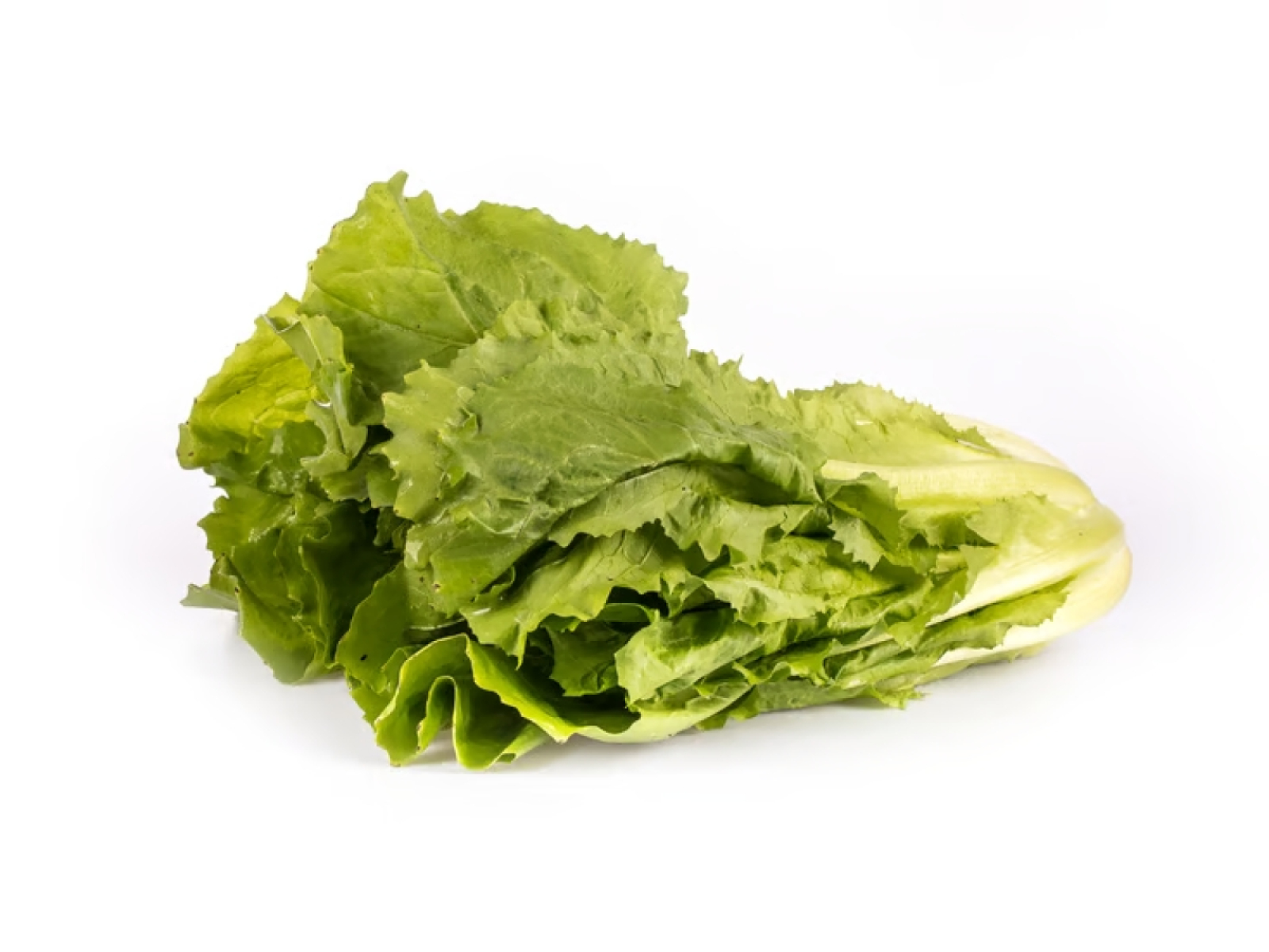 Salat Endivie