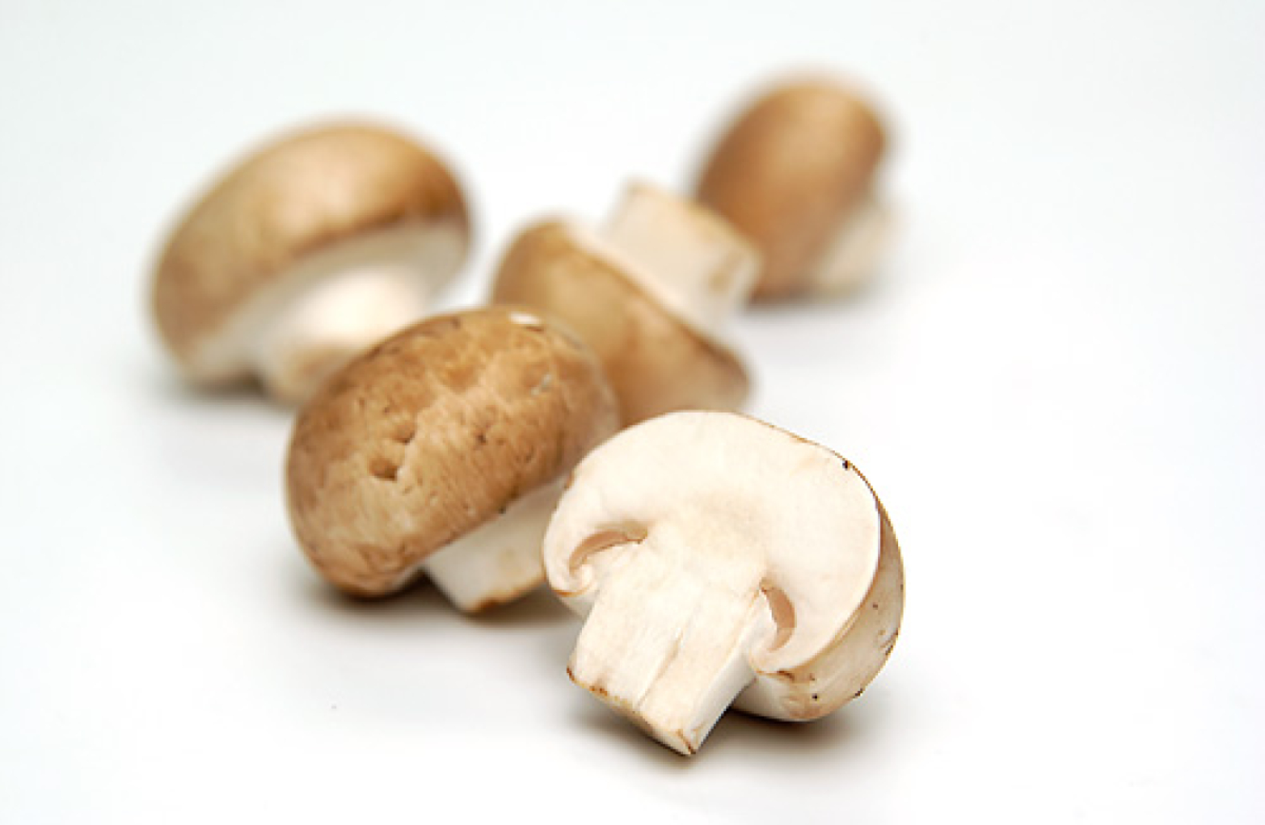 Pilze Steinchampignons