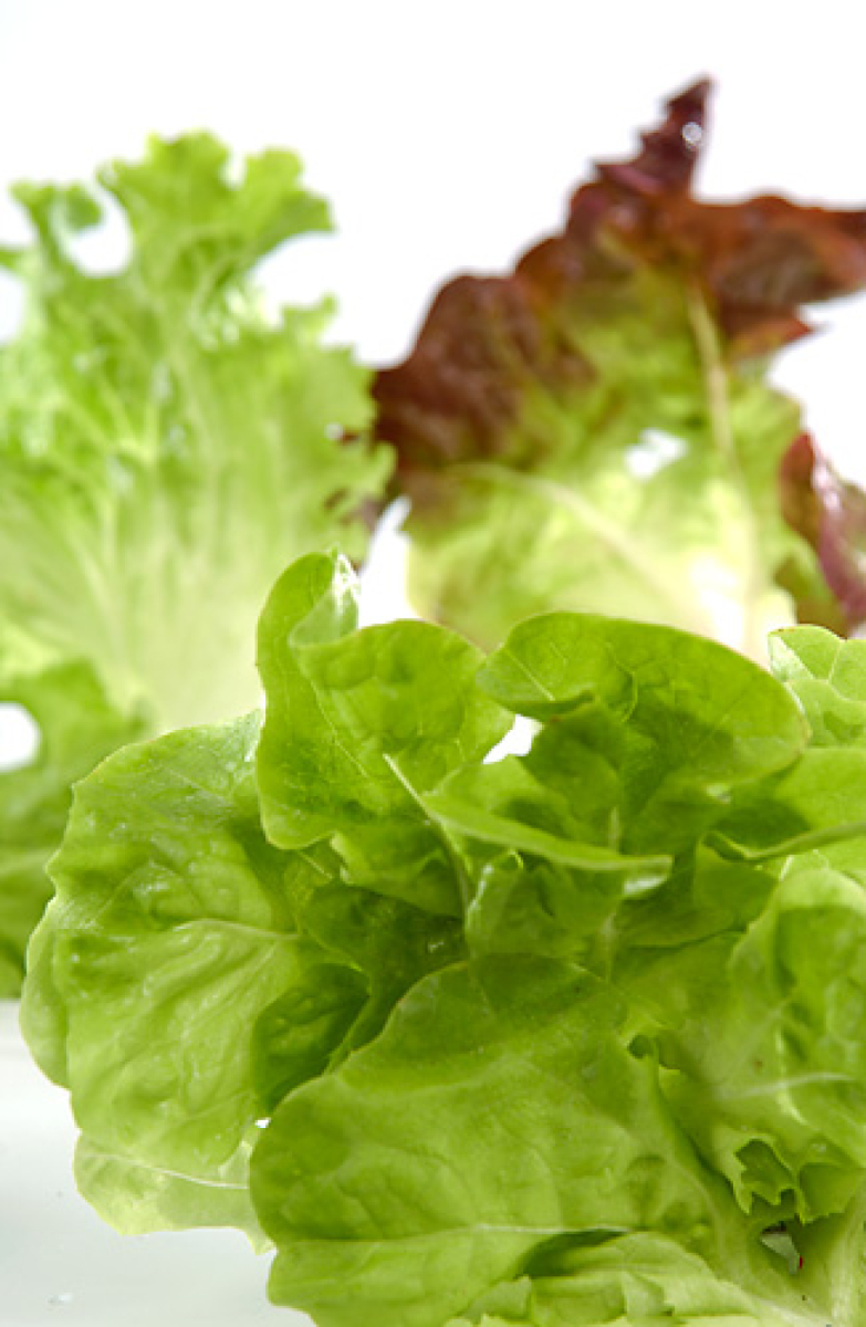 Wildkräutersalat