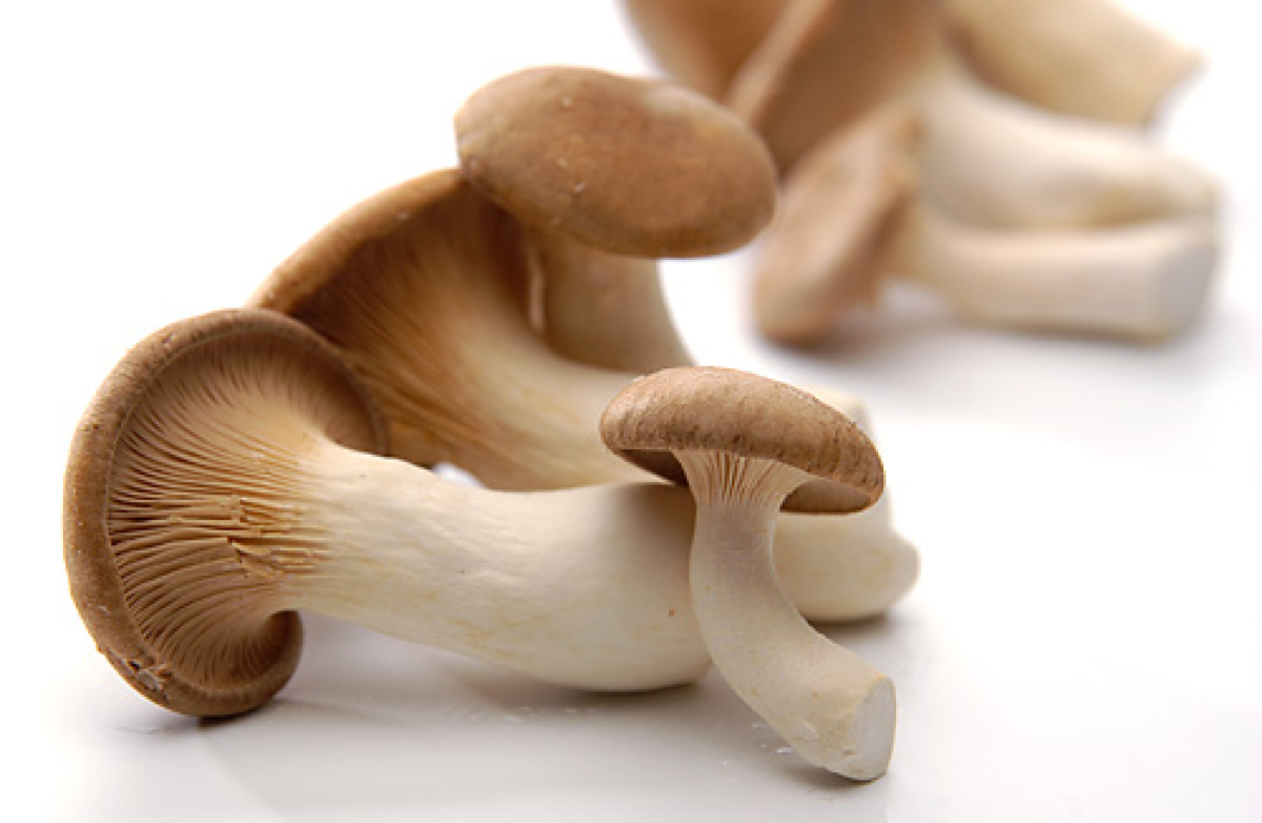 Pilze Kräuterseitlinge