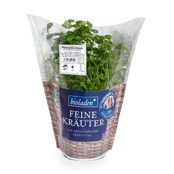 Petersilie im Topf 13cm Deutschland