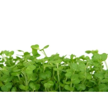 Kresse Rucola Bioland Deutschland