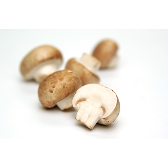 Pilze Steinchampignons