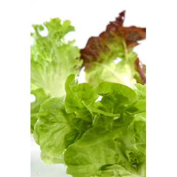 Wildkräutersalat