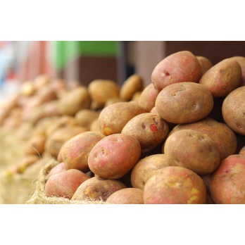 Kartoffel Belana 2,5kg (festkochend)