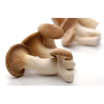 Pilze Kräuterseitlinge